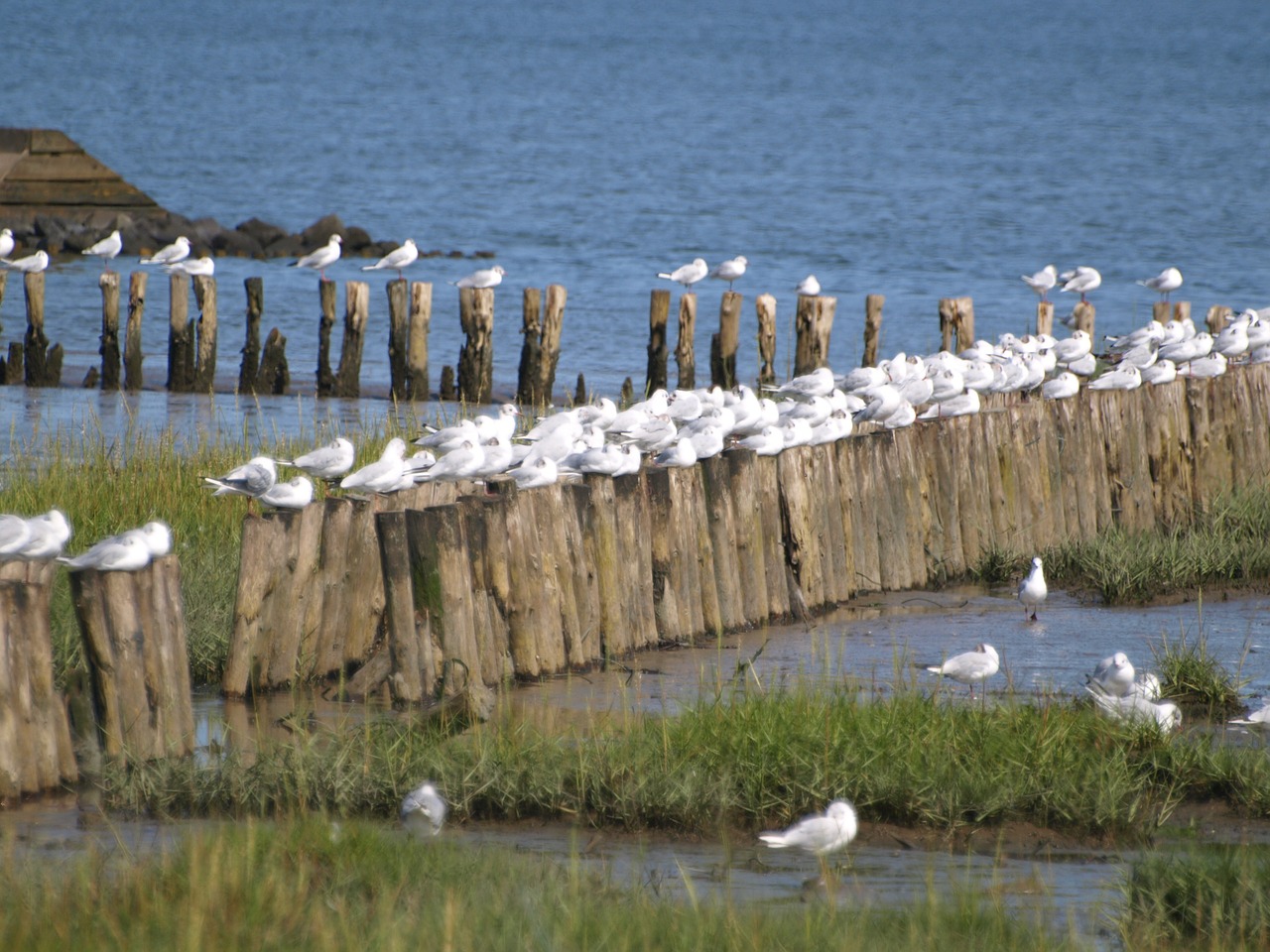 gulls wadden sea tides free photo