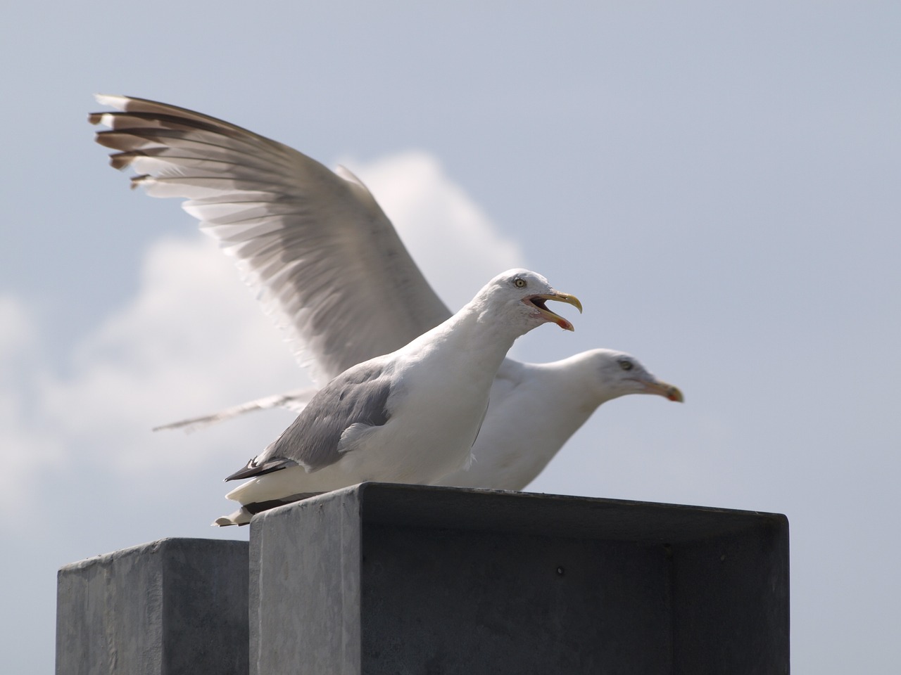 gulls screech call free photo