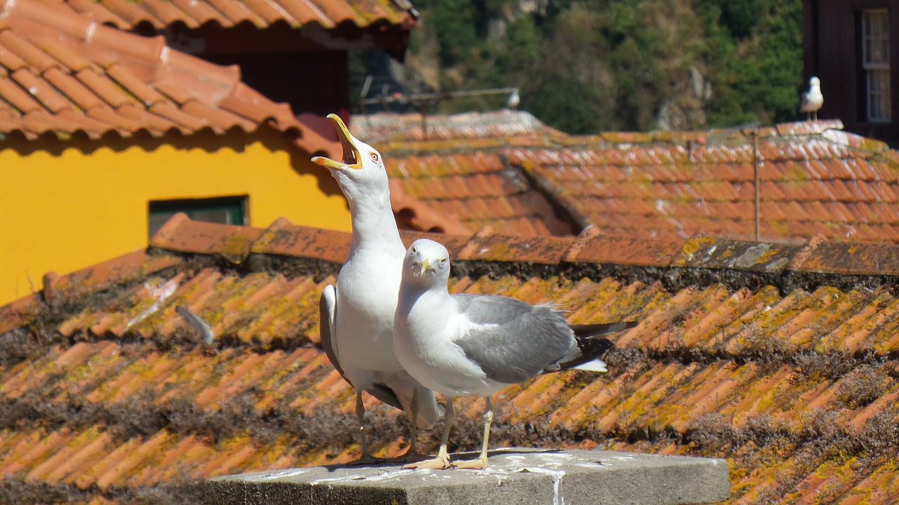gulls bird scream free photo