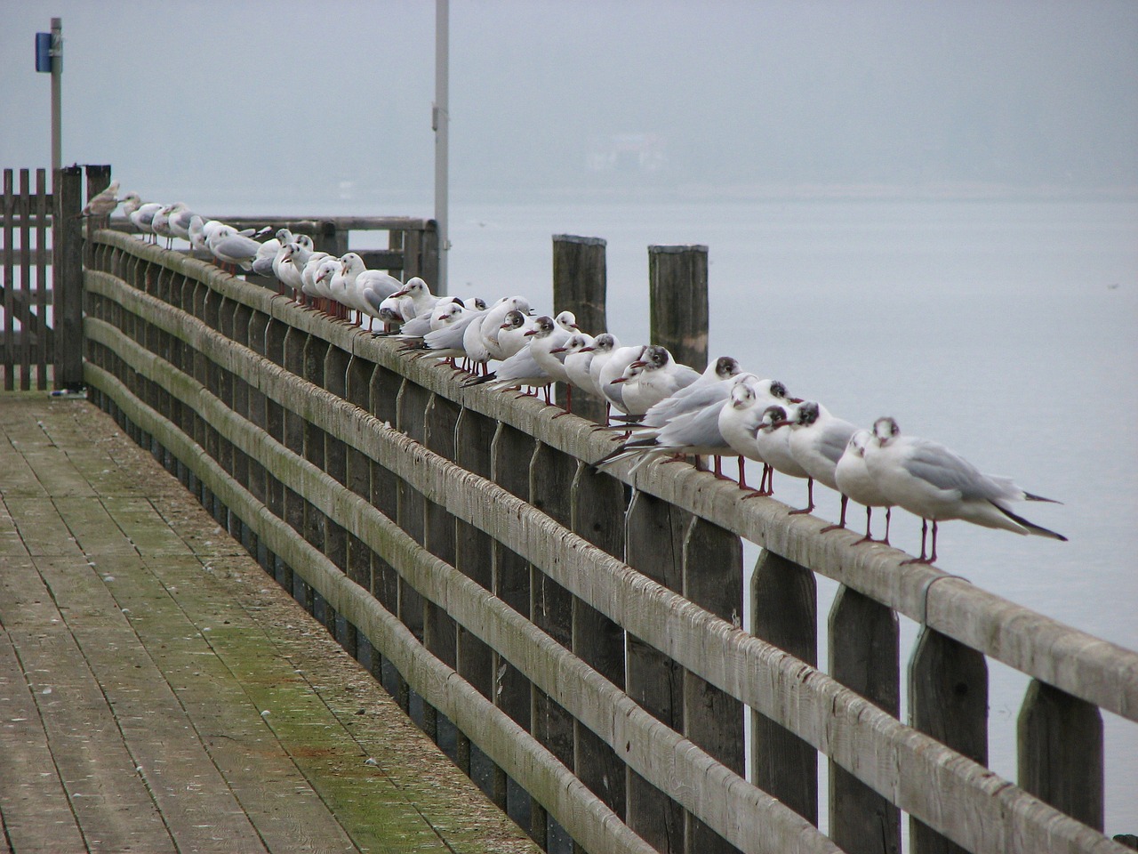 gulls fence ammersee free photo