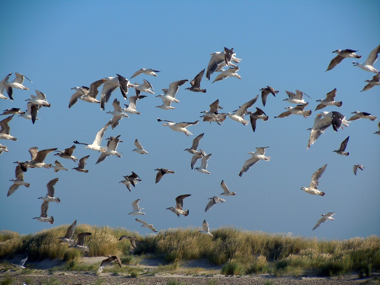 gulls dunes sea birds free photo