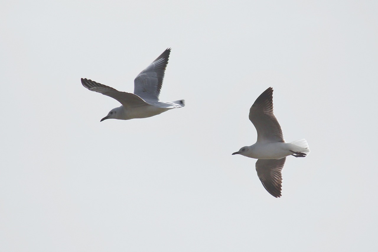 gulls fly sky free photo