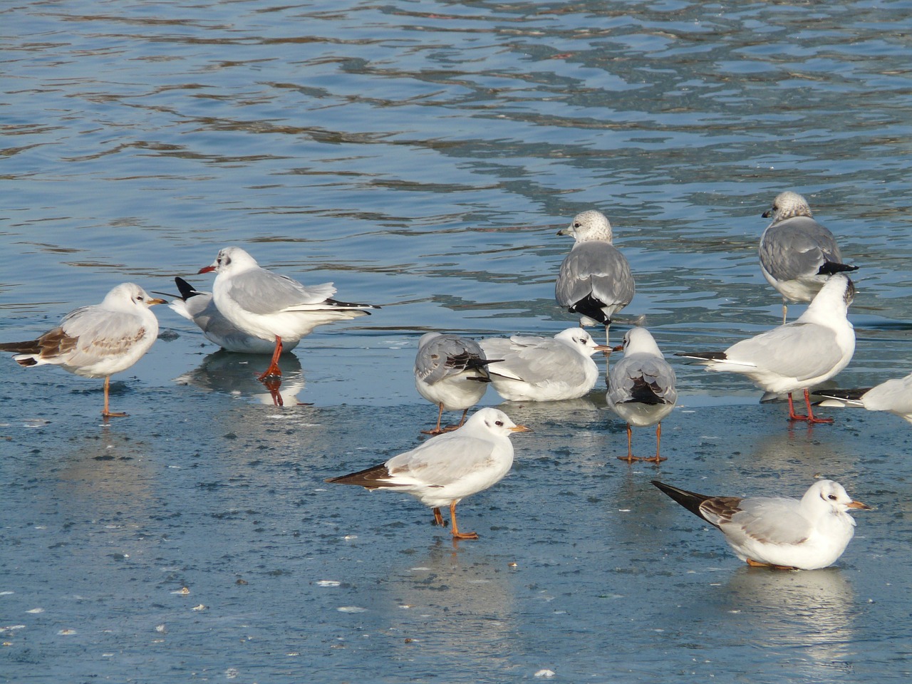 gulls birds waser free photo