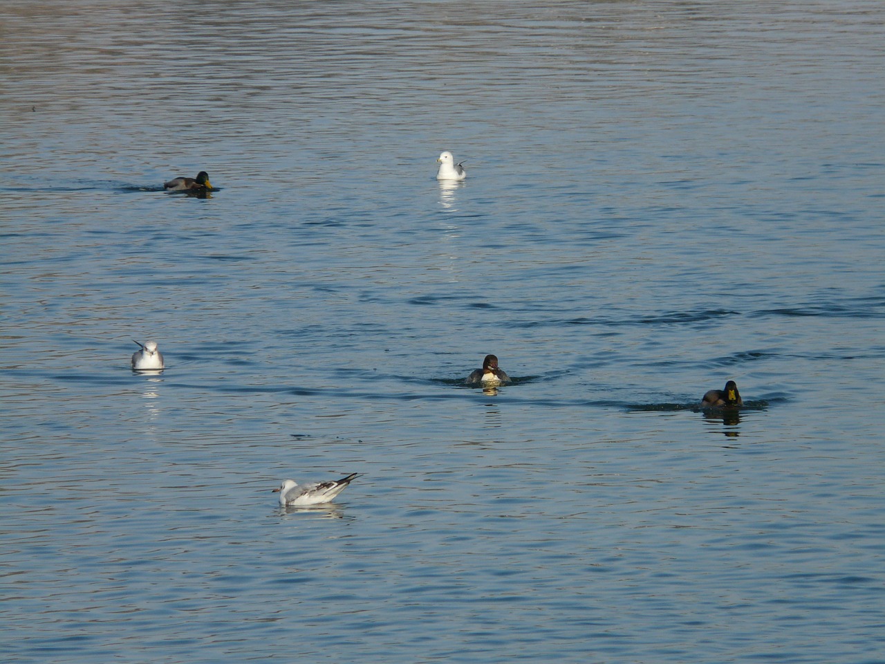 gulls ducks swim free photo