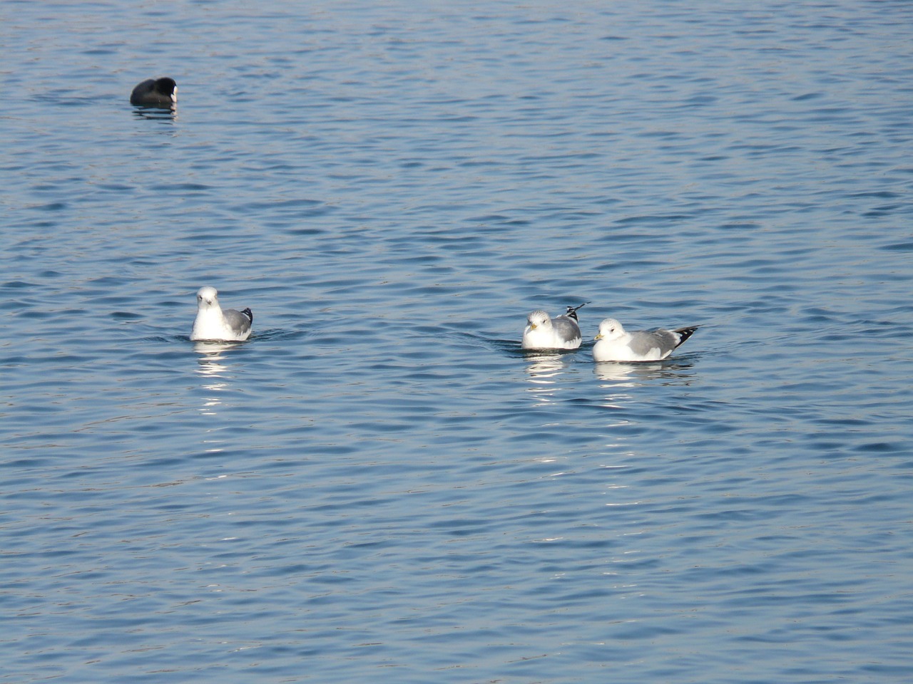 gulls coot swim free photo