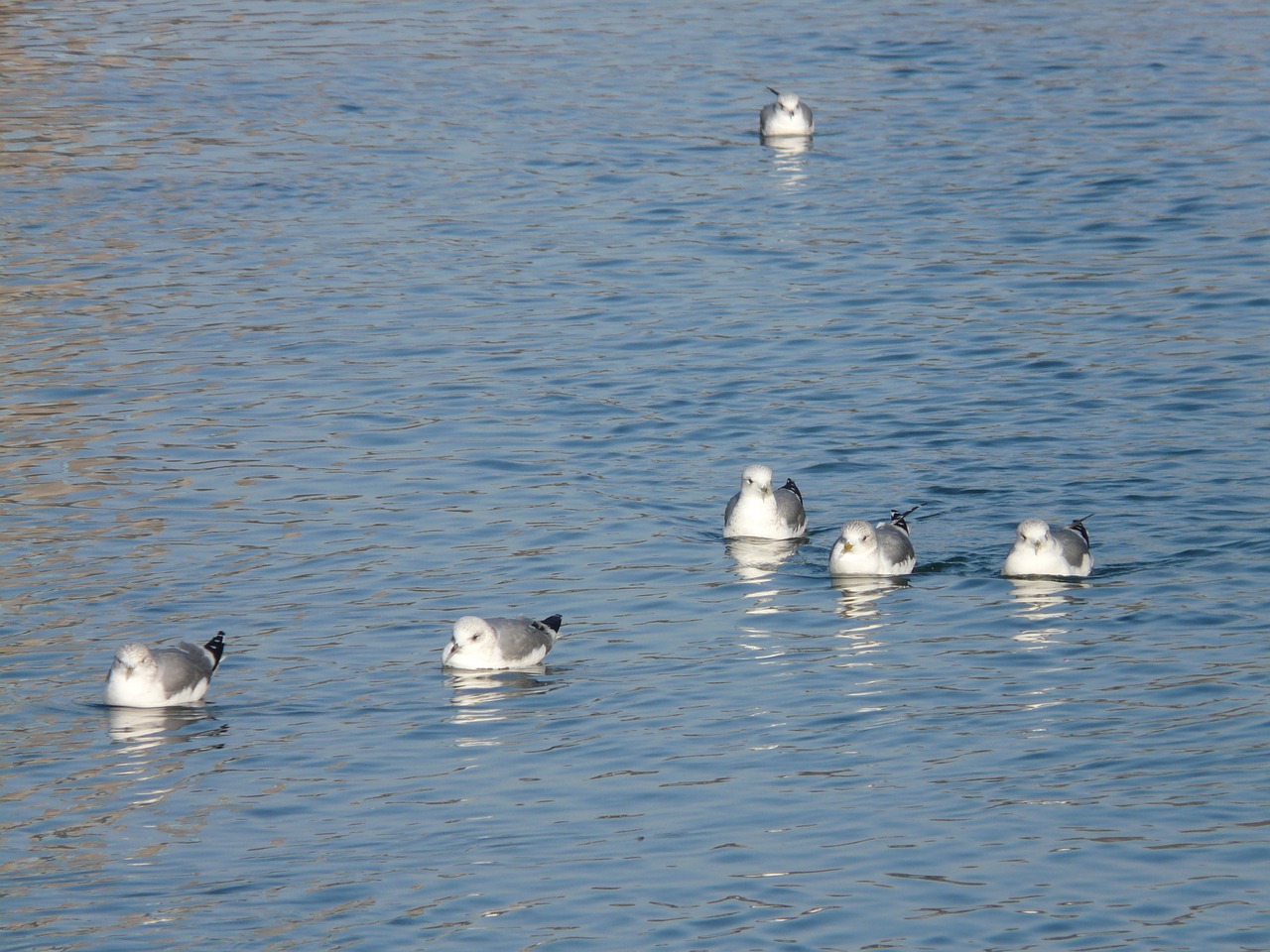 gulls water swim free photo