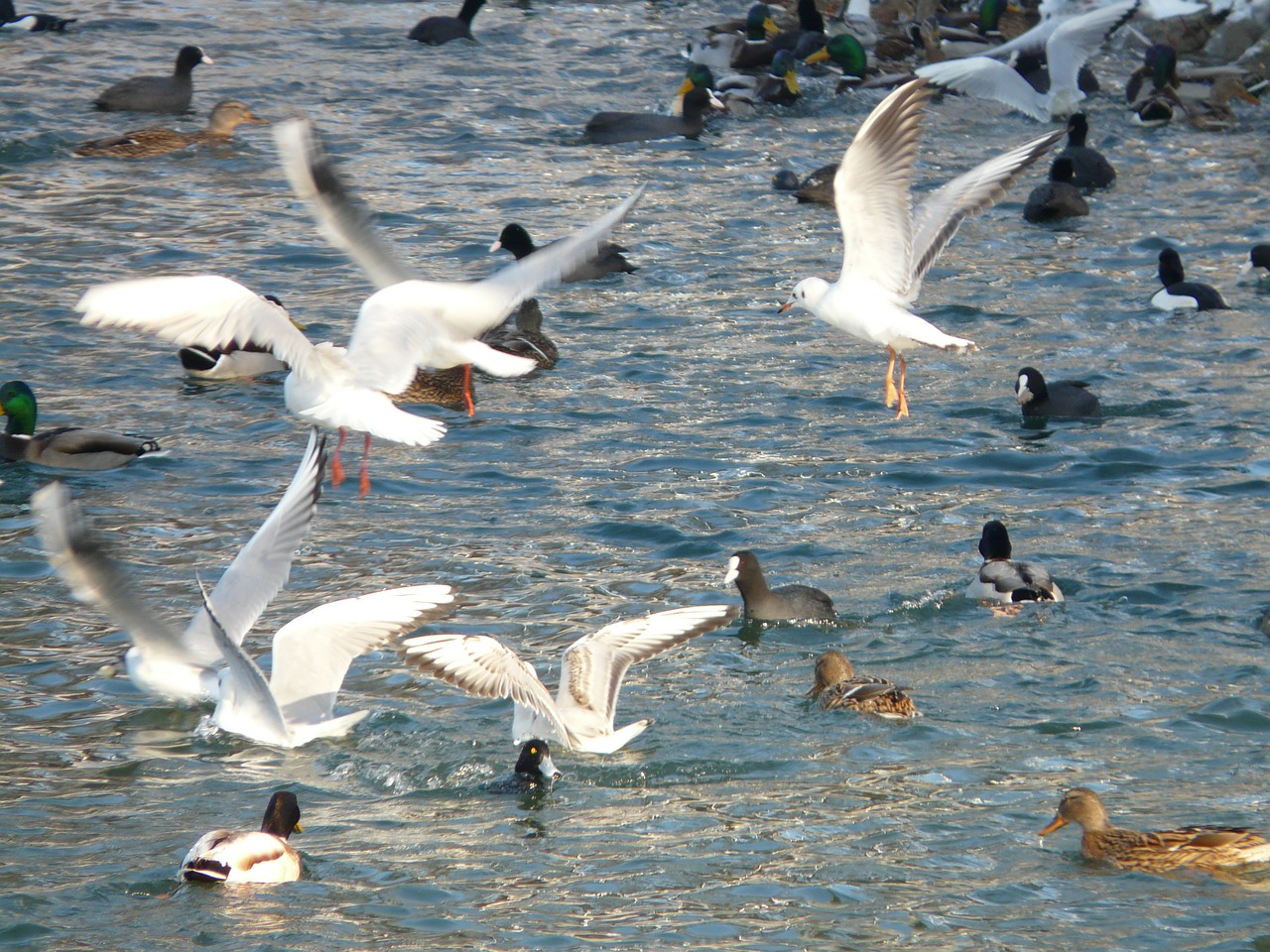 gulls ducks coots free photo