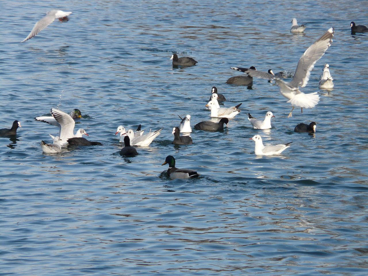 gulls ducks coots free photo