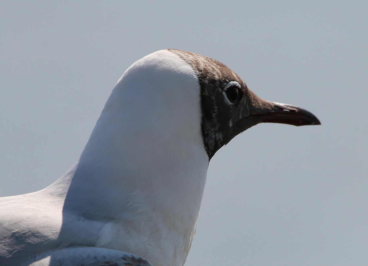 gulls black headed gull chroicocephalus ridibundus