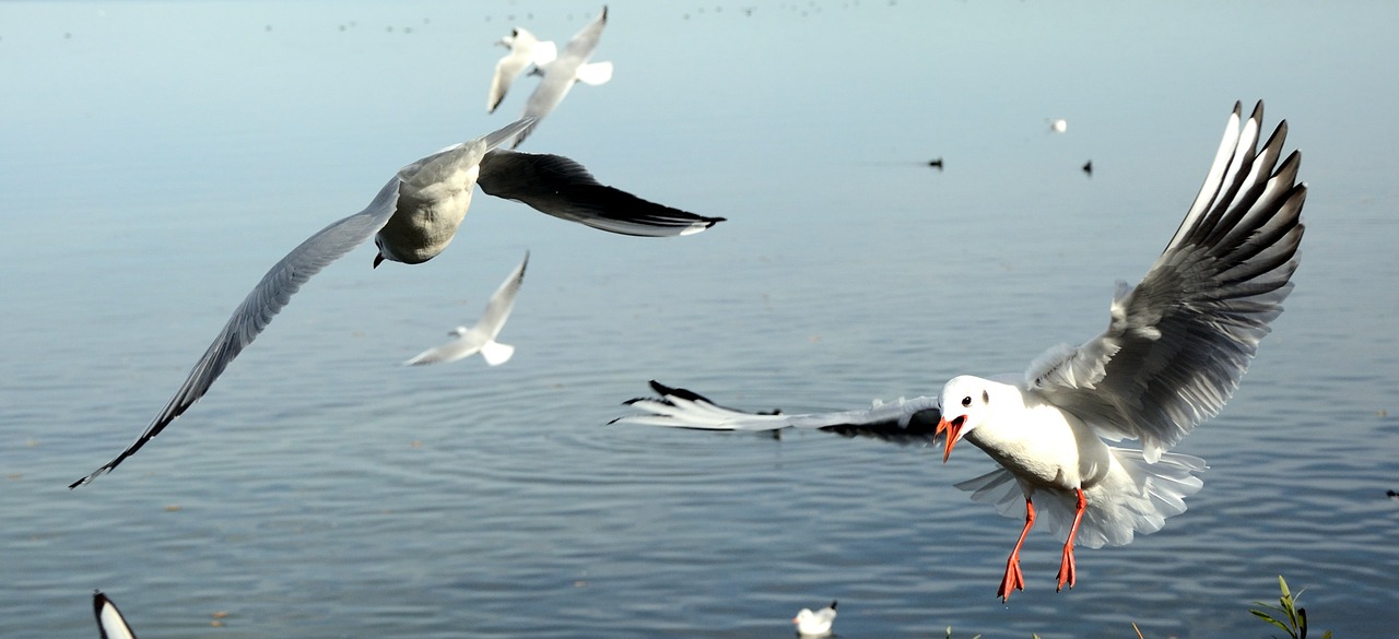 gulls bird landing free photo