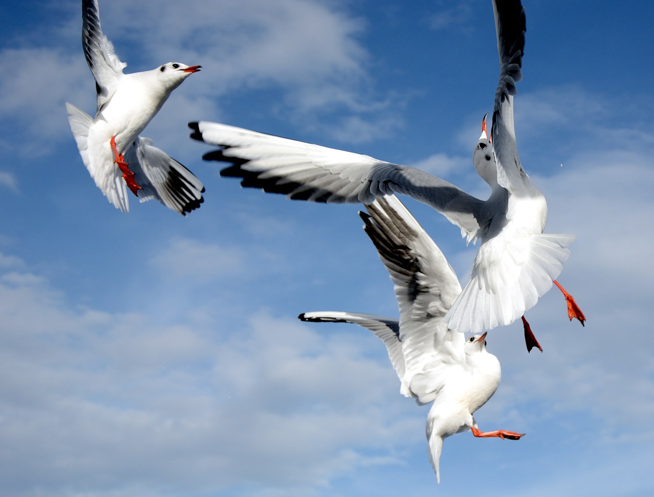 gulls fight dispute free photo