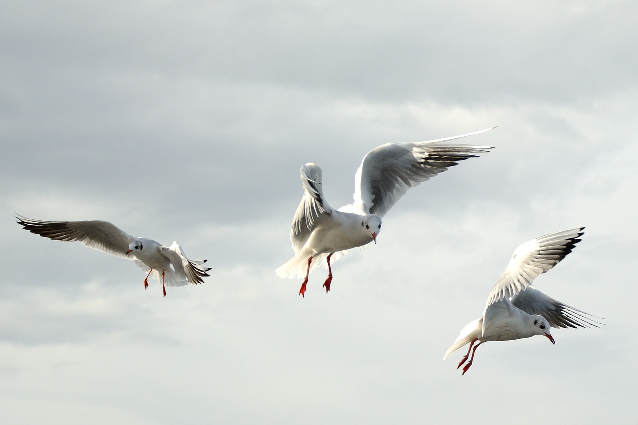 gulls bird fly free photo