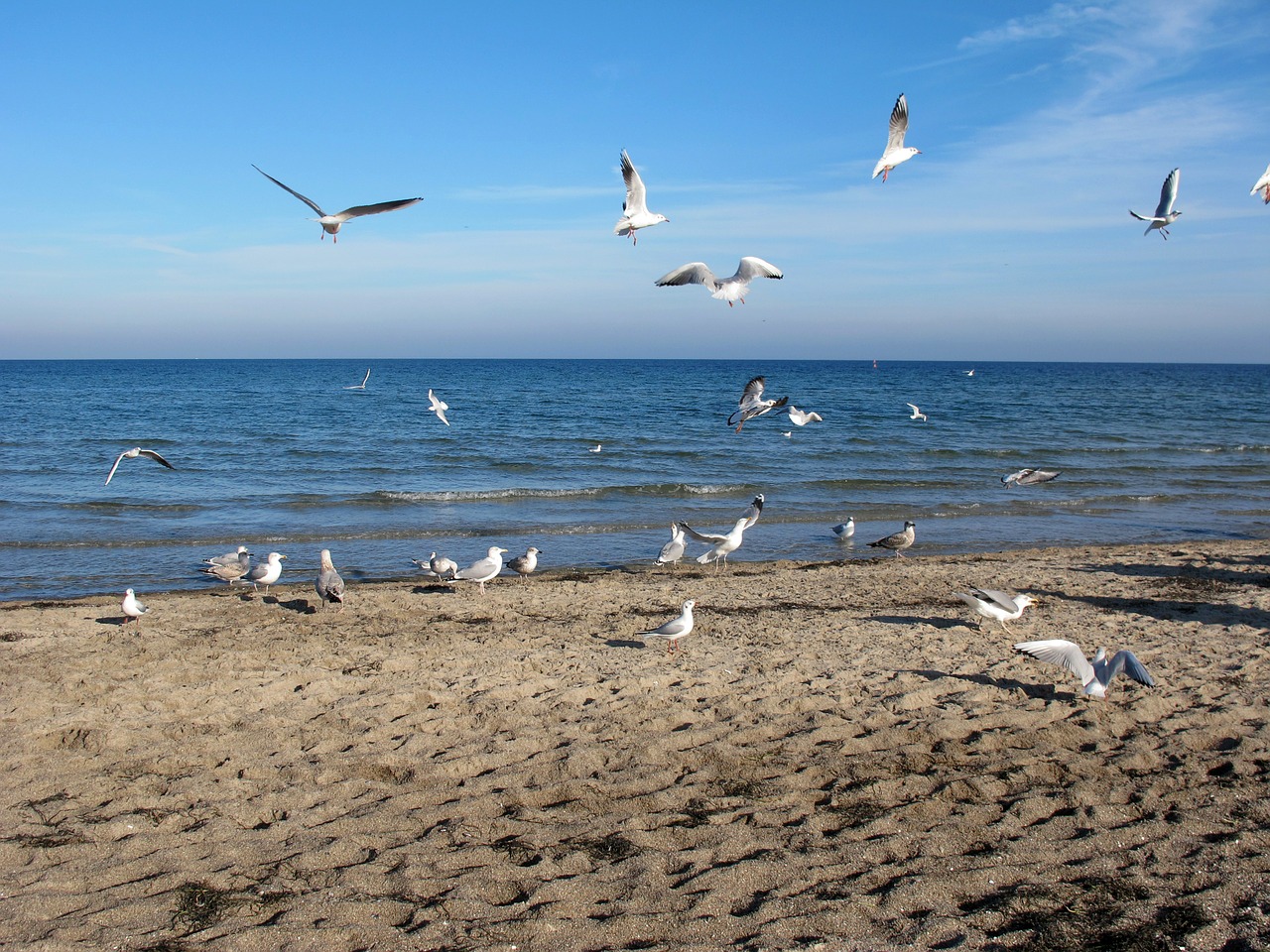 gulls sea baltic sea free photo