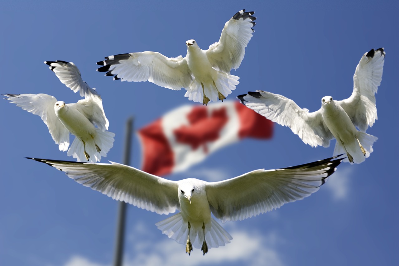 gulls formation flag free photo