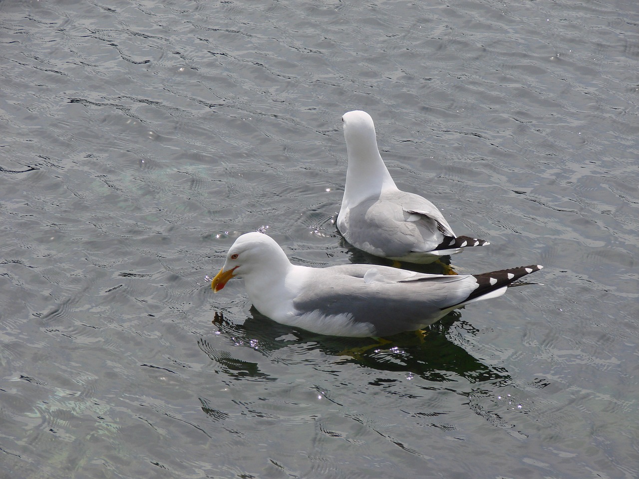 gulls sea bird free photo