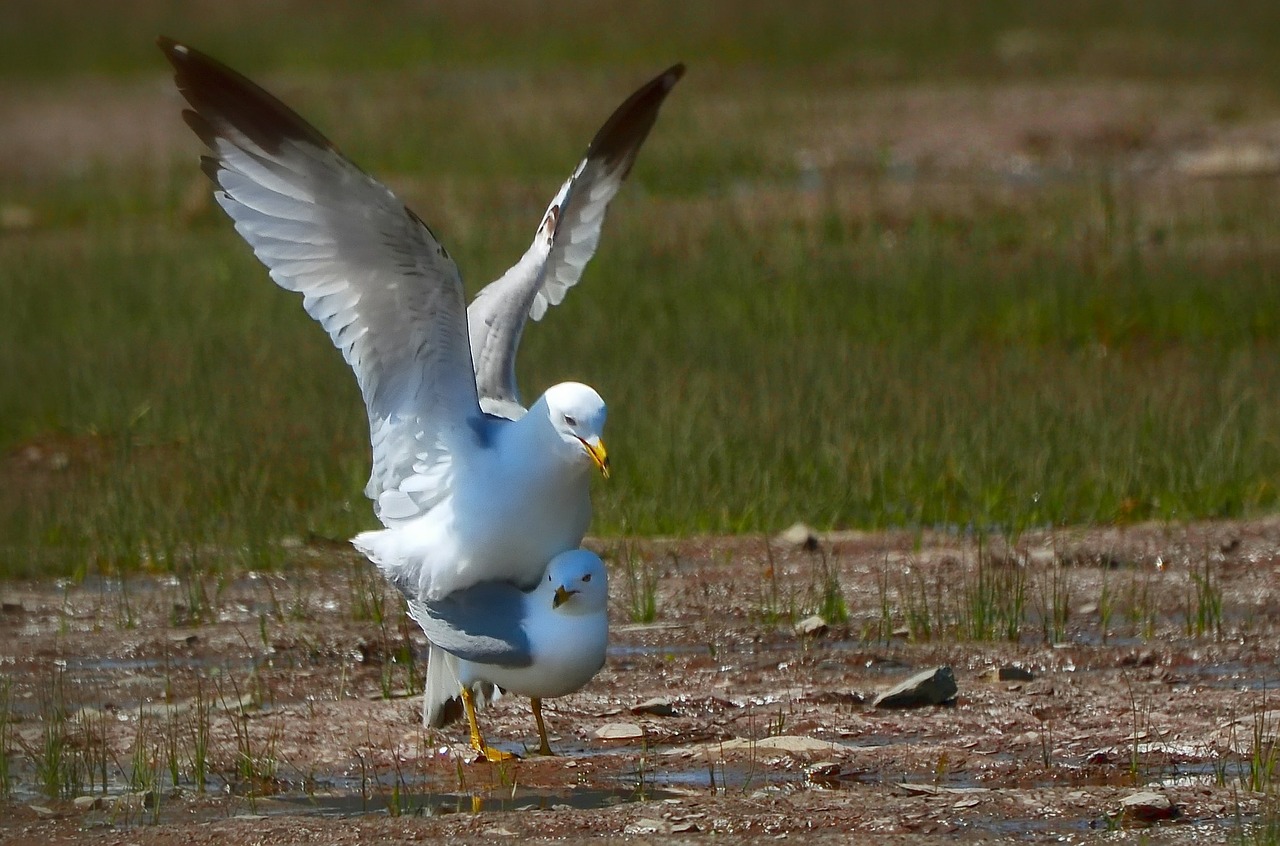 gulls bird coupling free photo