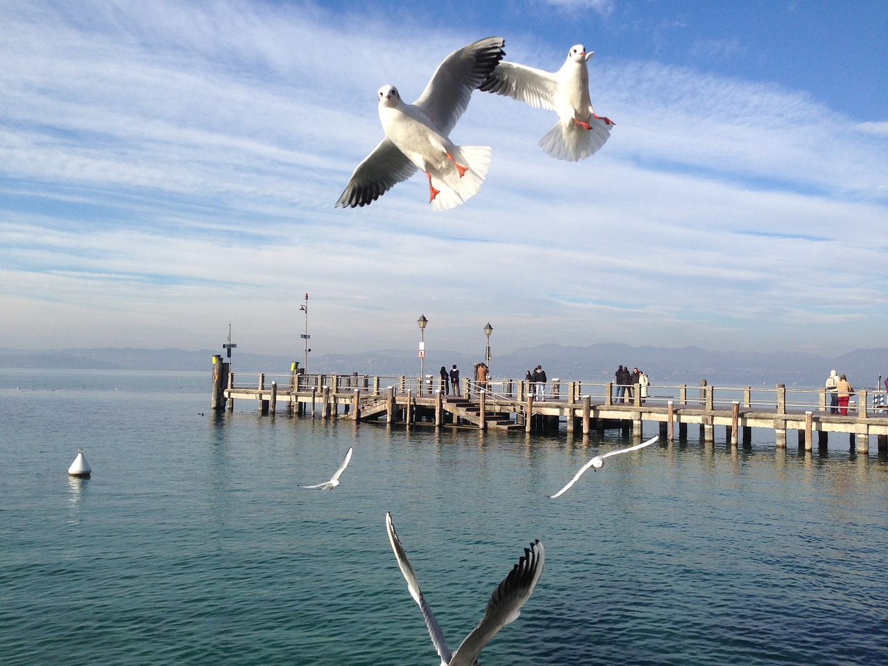 gulls lake garda free photo