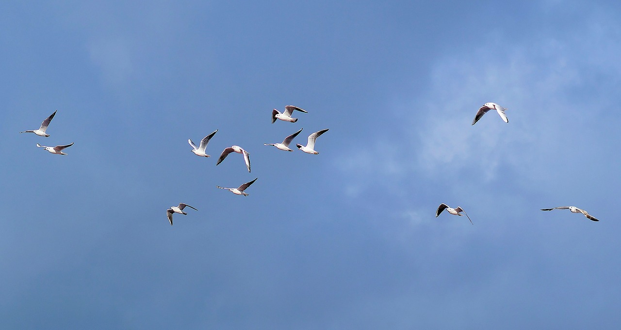 gulls swarm sky free photo