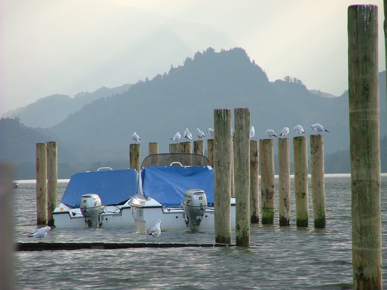 gulls lake district boat free photo