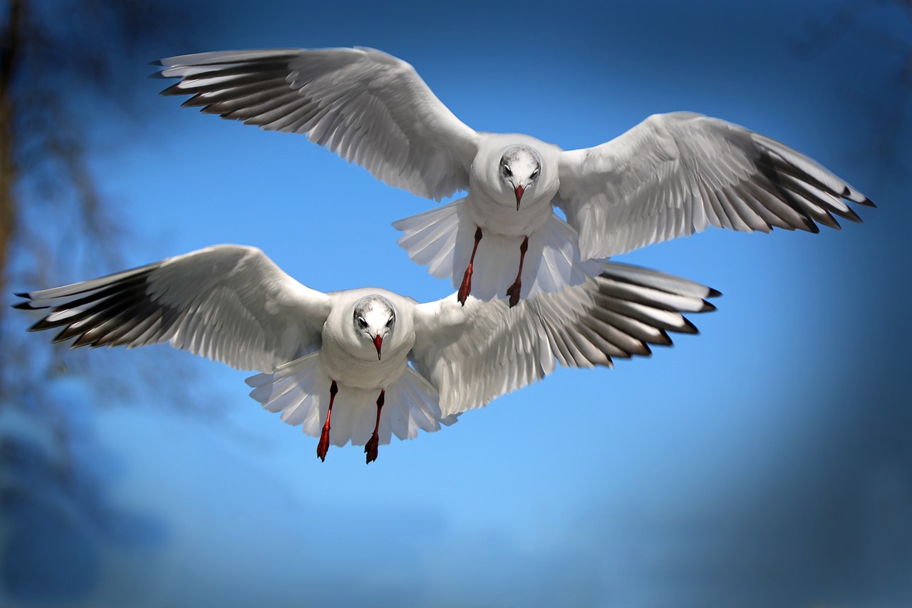 gulls birds fly free photo