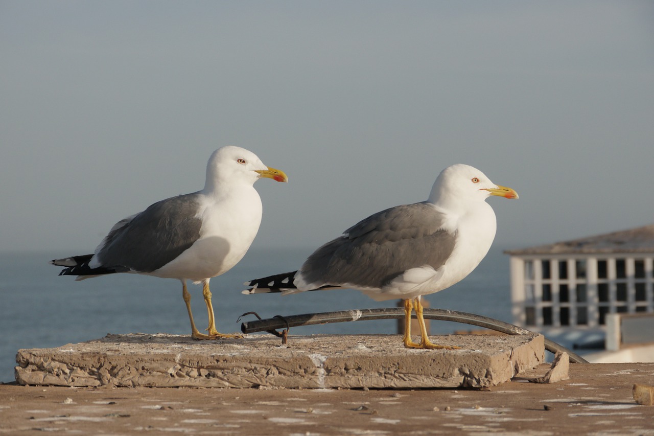 gulls sea close free photo