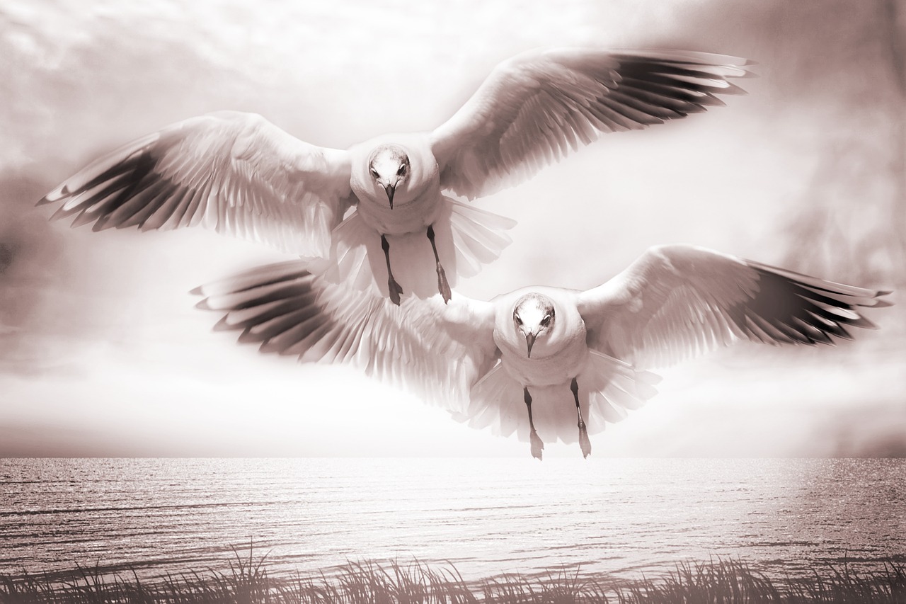 gulls voegle flight free photo