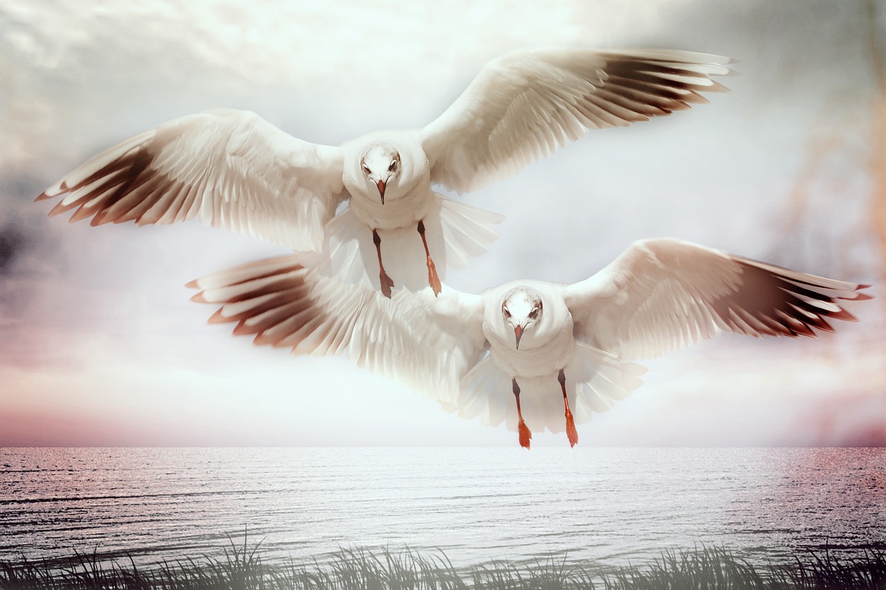 gulls water bird bird free photo