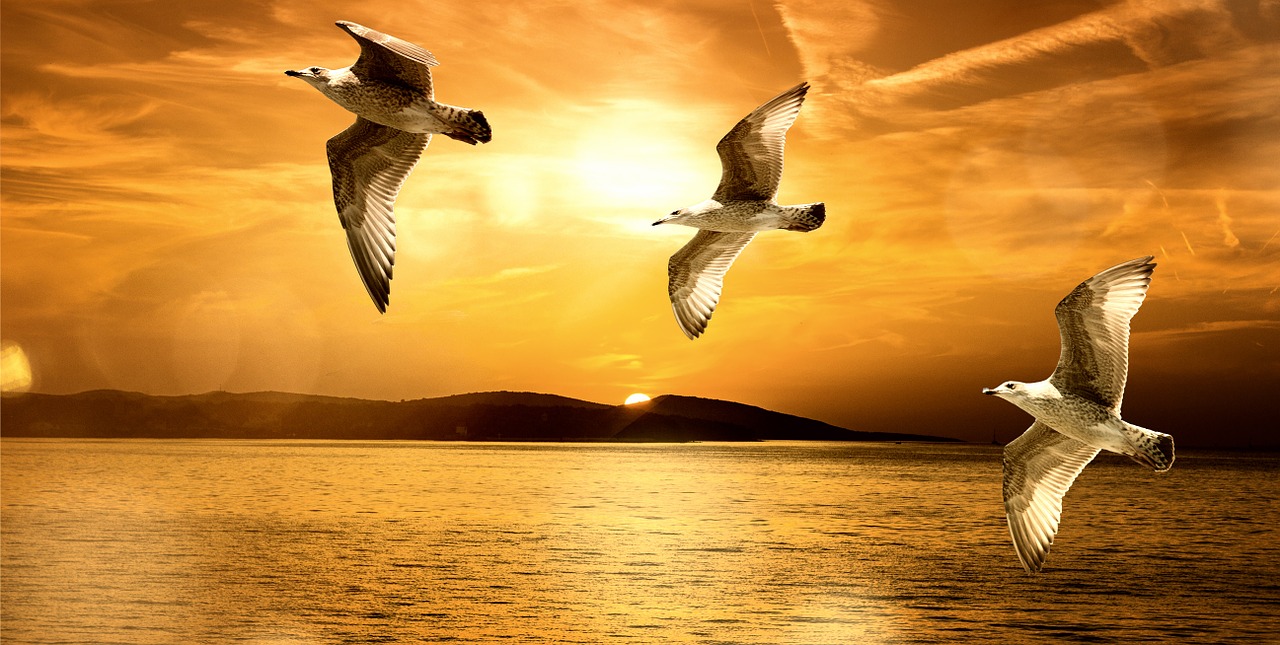 gulls flight fly free photo