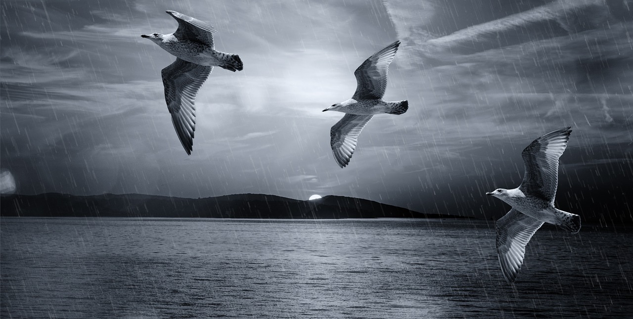 gulls birds flight free photo