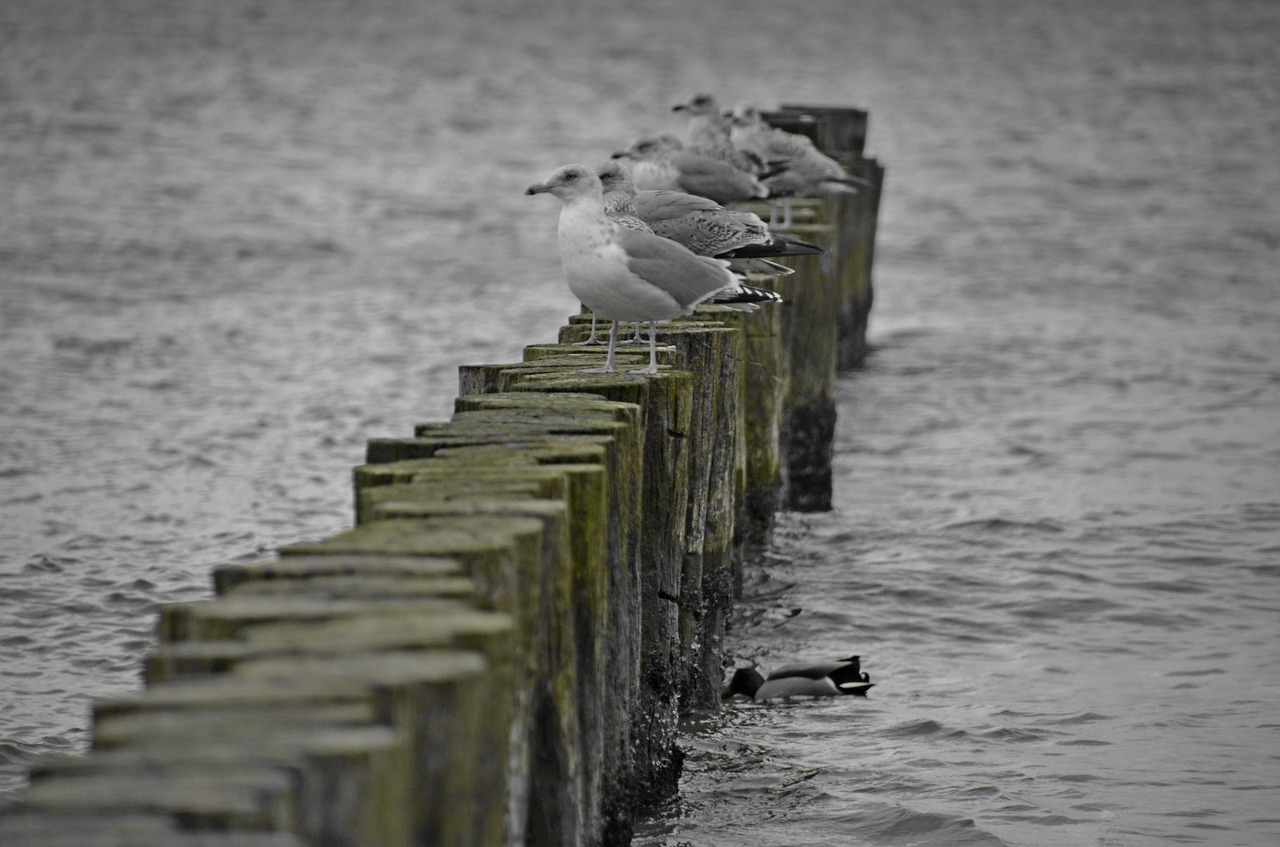 gulls baltic sea groyne free photo