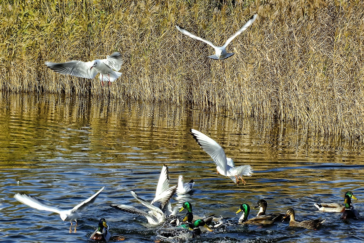 gulls birds bird free photo