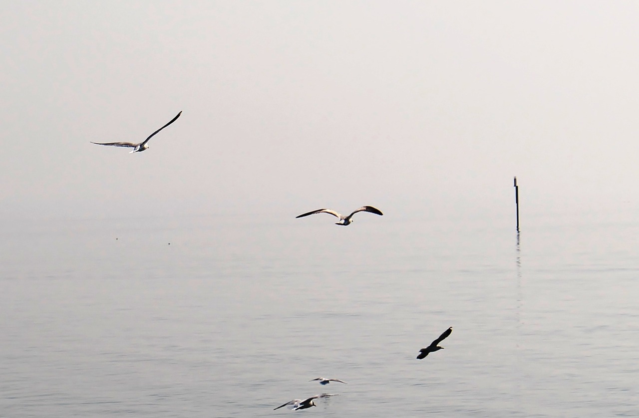 gulls flight haze free photo