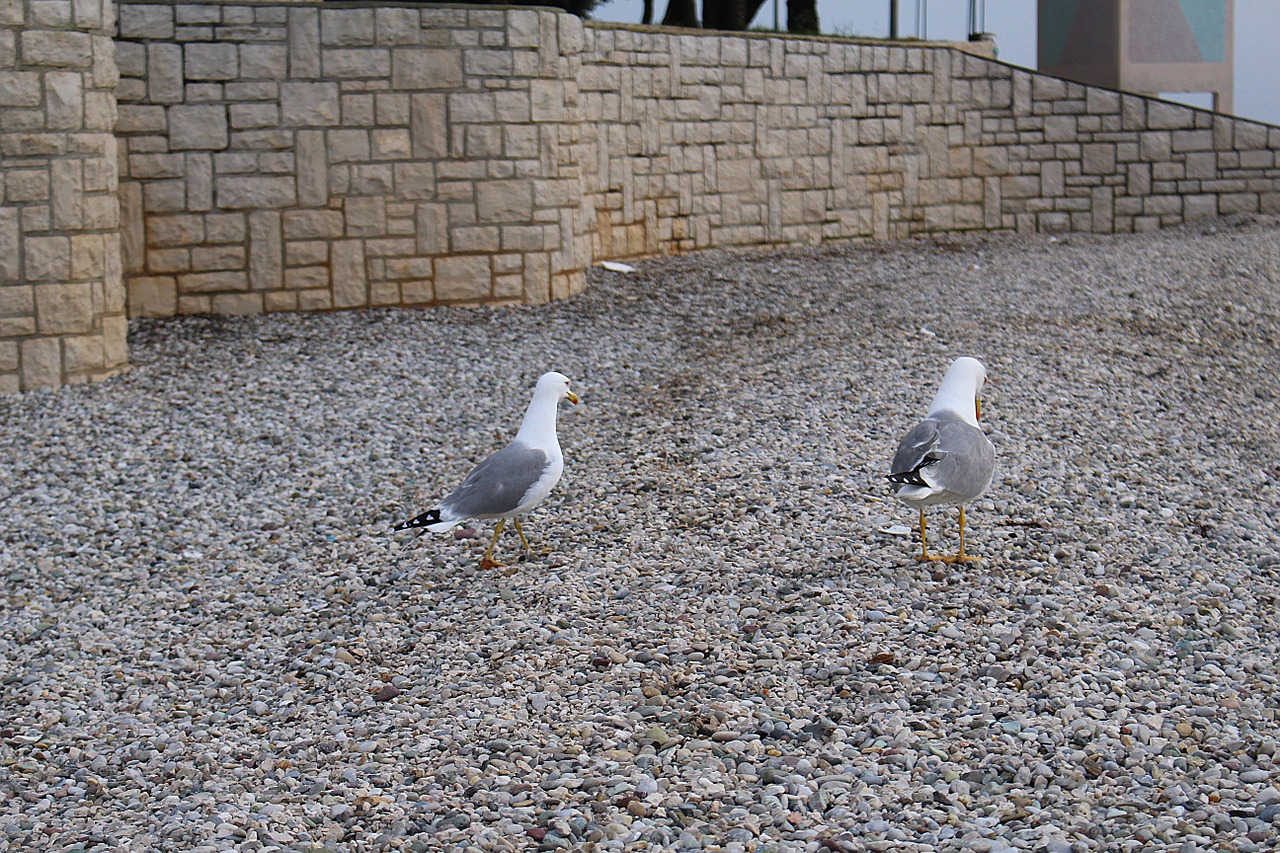 gulls waterfowl sea ​​gulls free photo