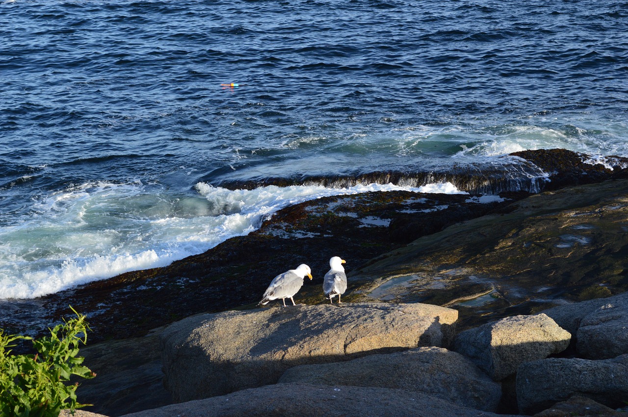 gulls water bird free photo