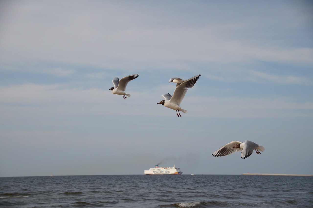 gulls the seagulls sea free photo