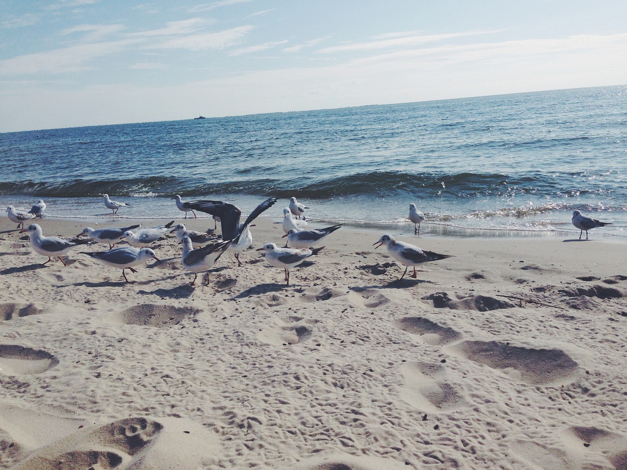 gulls beach sea free photo