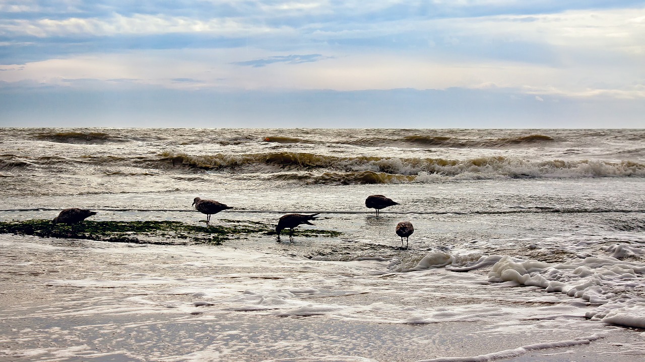 gulls north sea dunes free photo