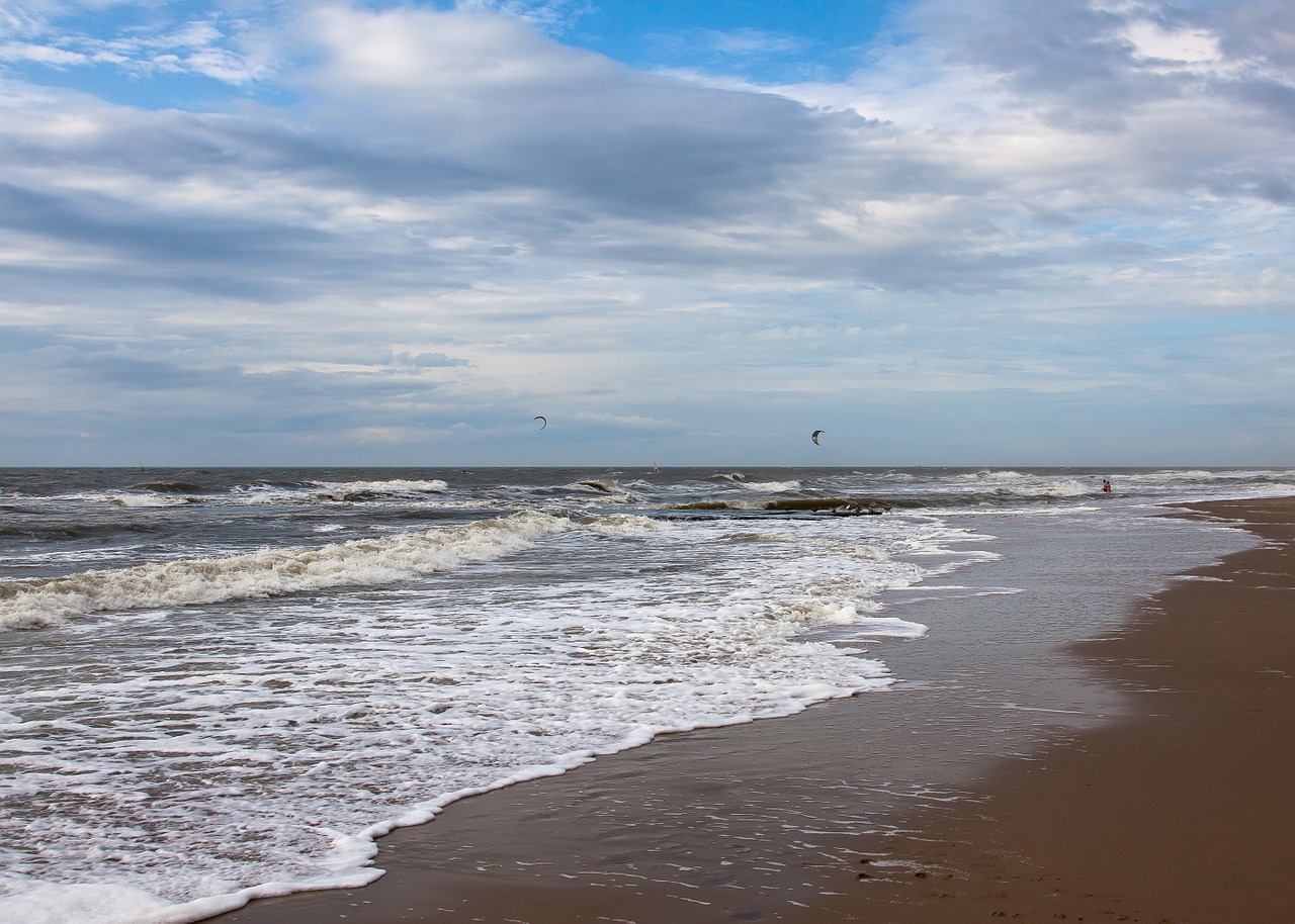 gulls north sea dunes free photo