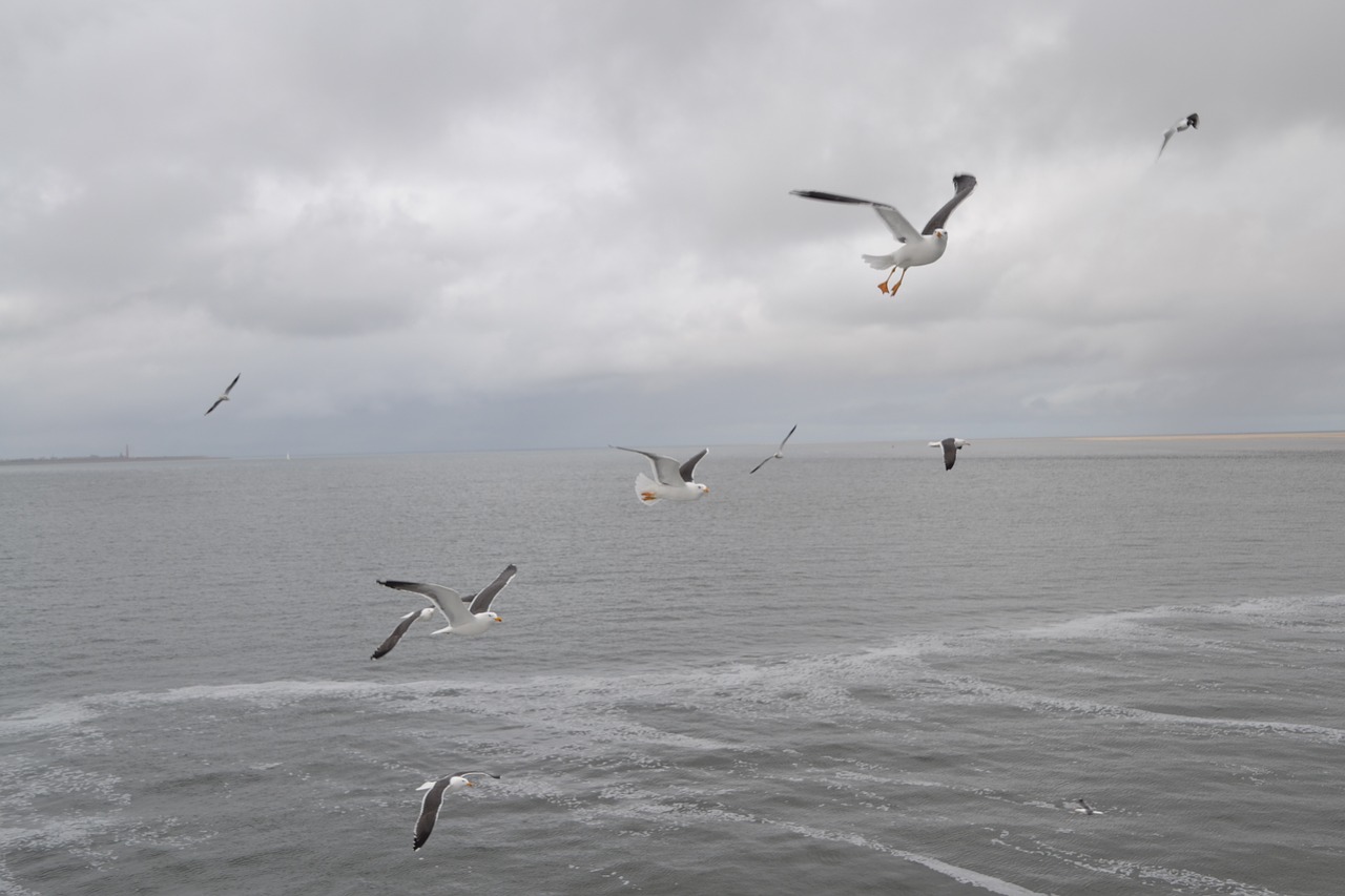 seagull gulls bird free photo