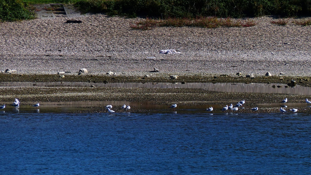 gulls river water free photo