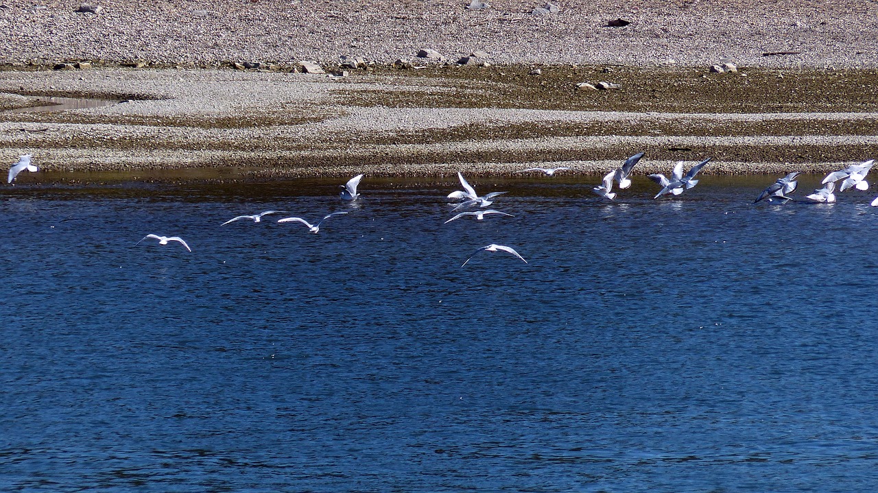 gulls river water free photo