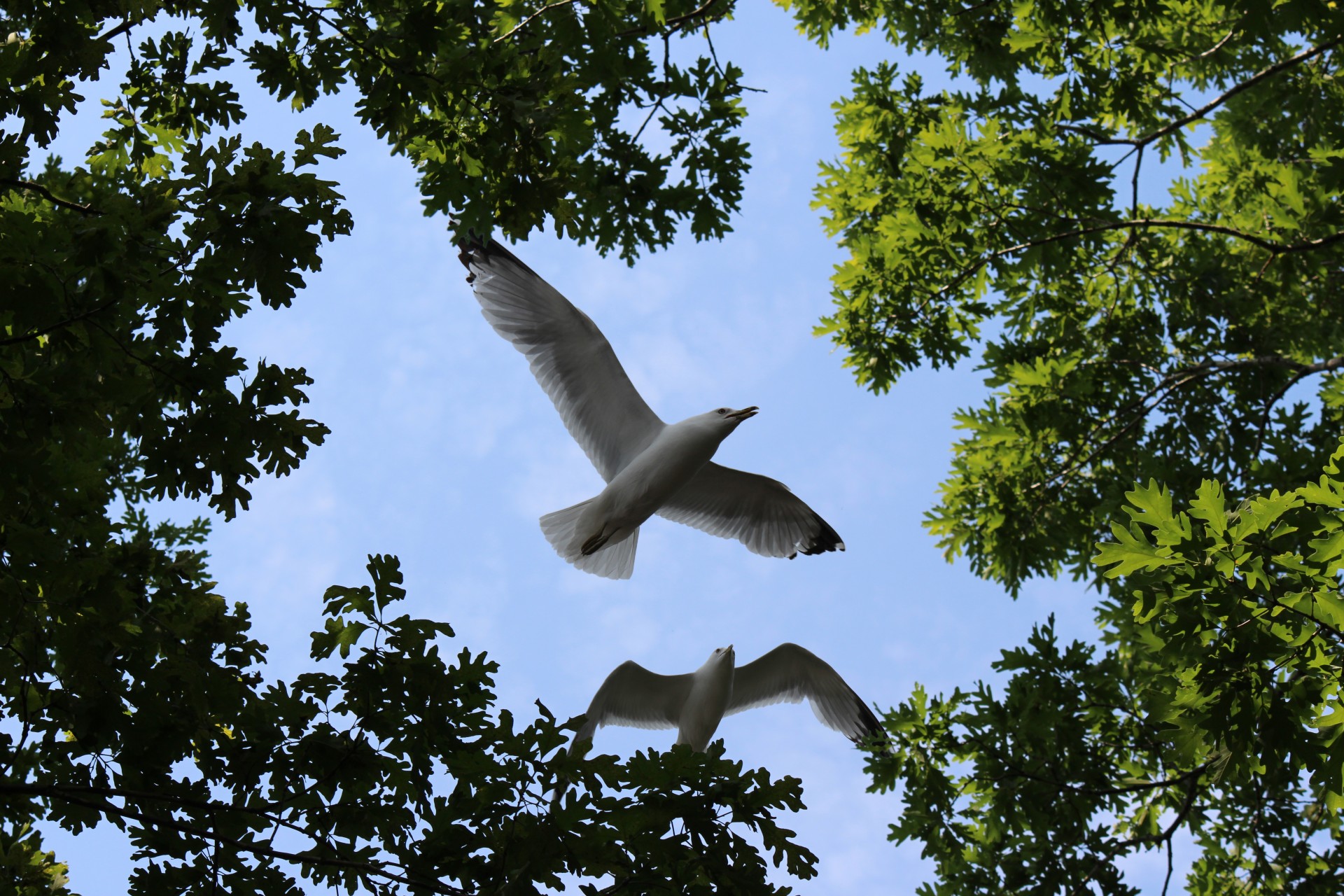 gull gulls seagulls free photo