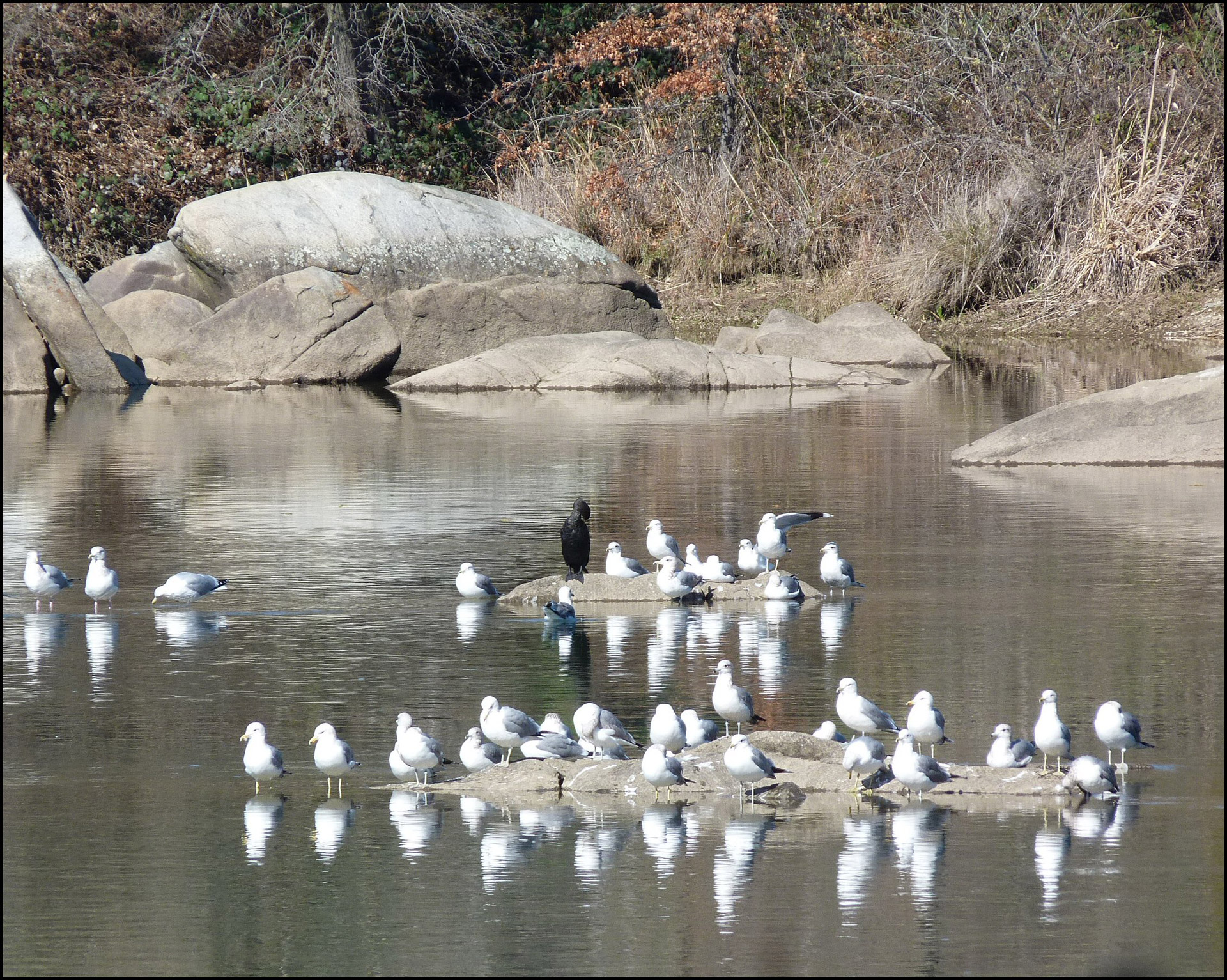 seagull river rock free photo