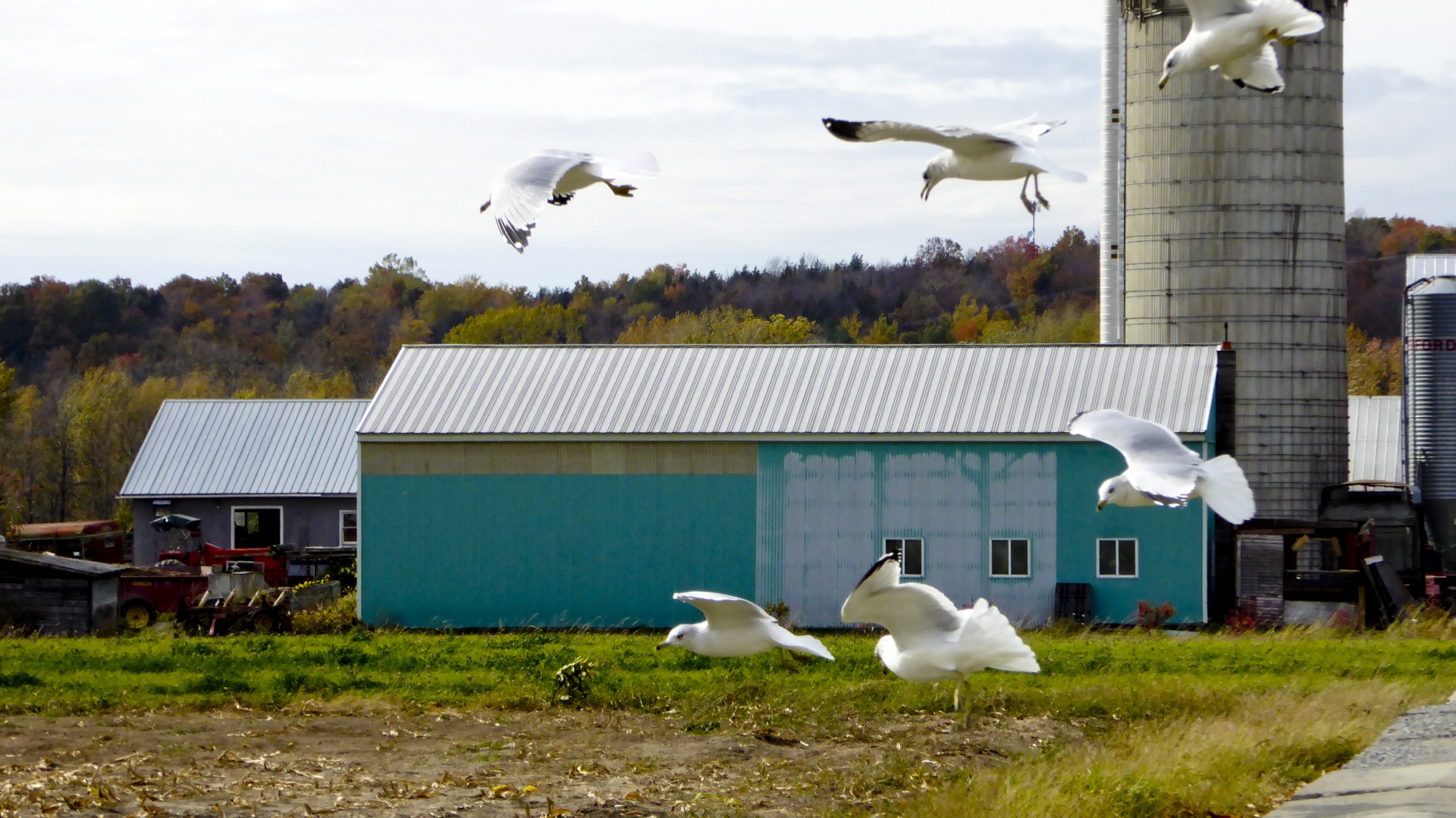 sea gulls bird flying free photo