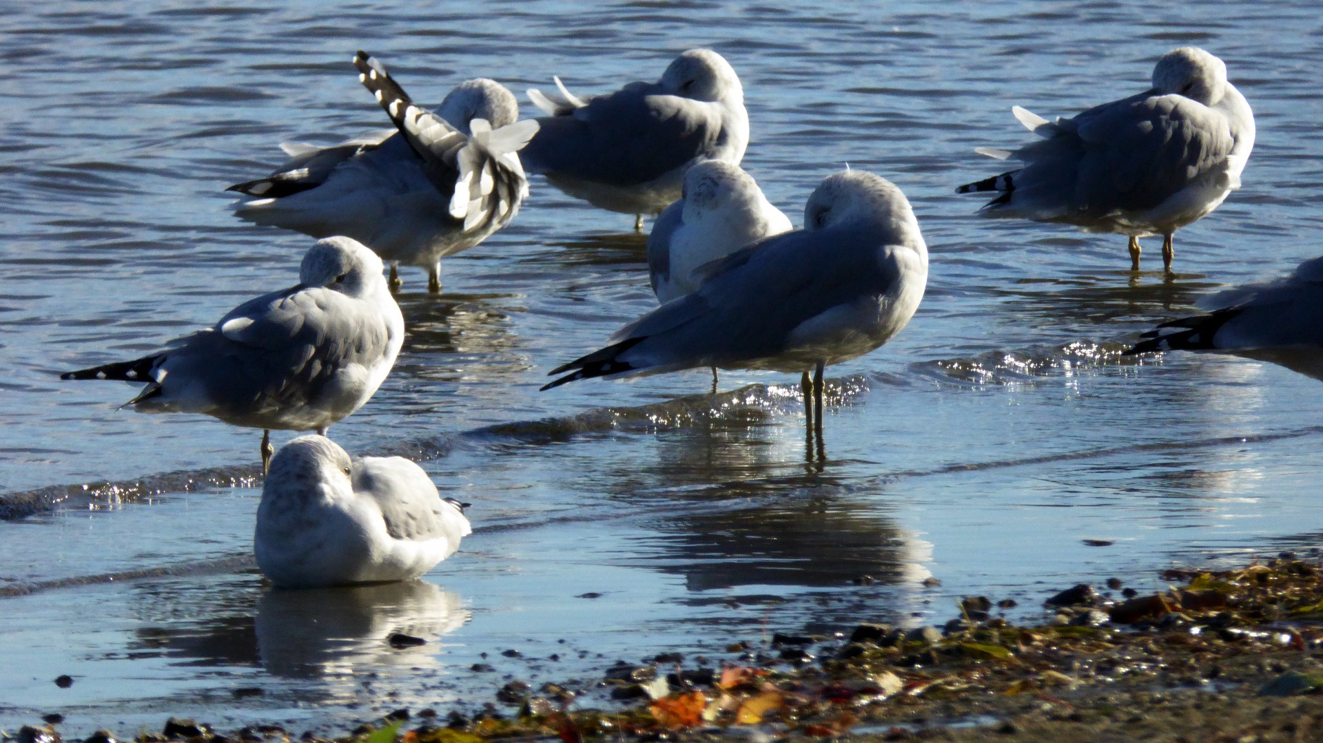 sea gulls gulls birds free photo