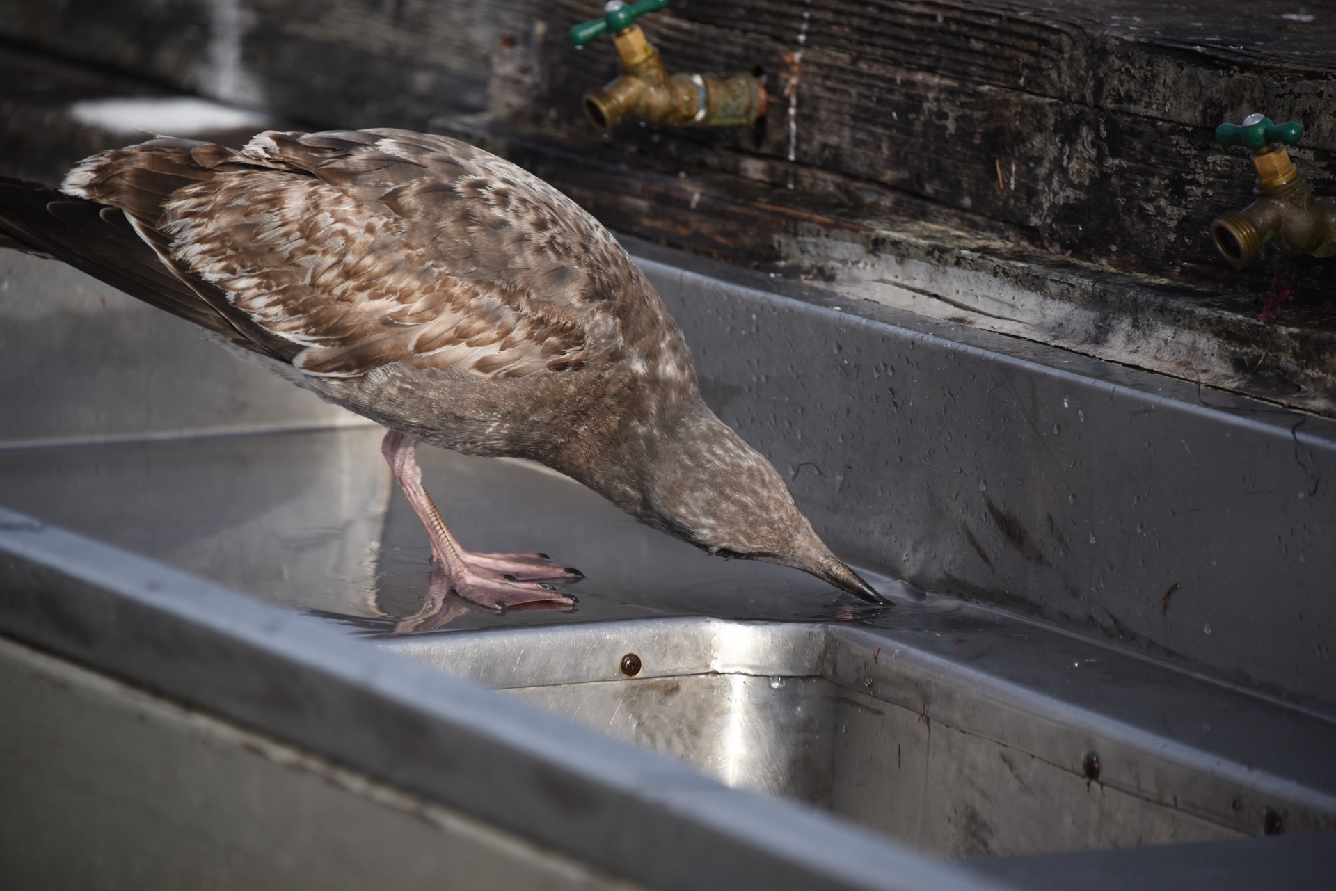 pier gull baby free photo