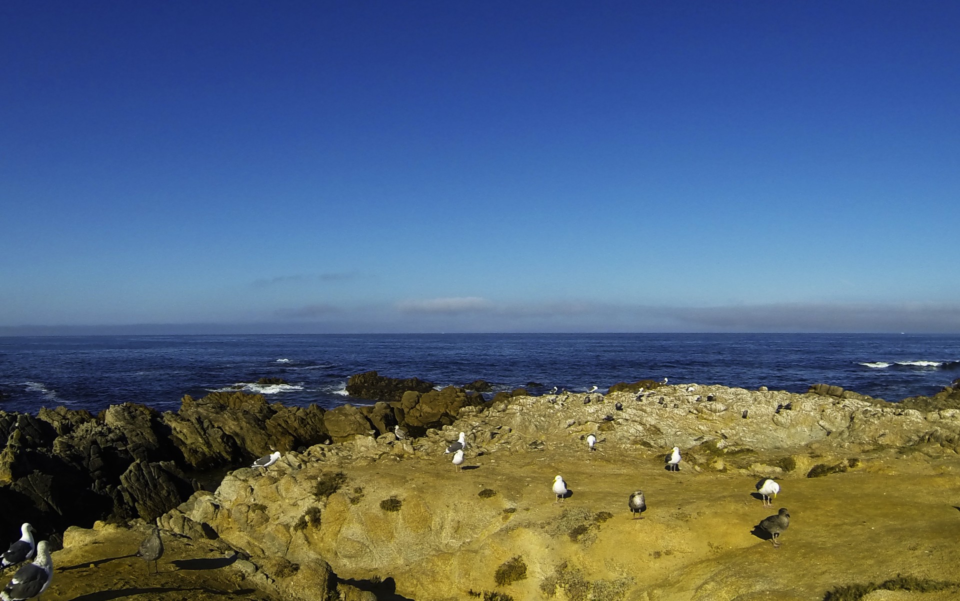 birds seagulls ocean free photo