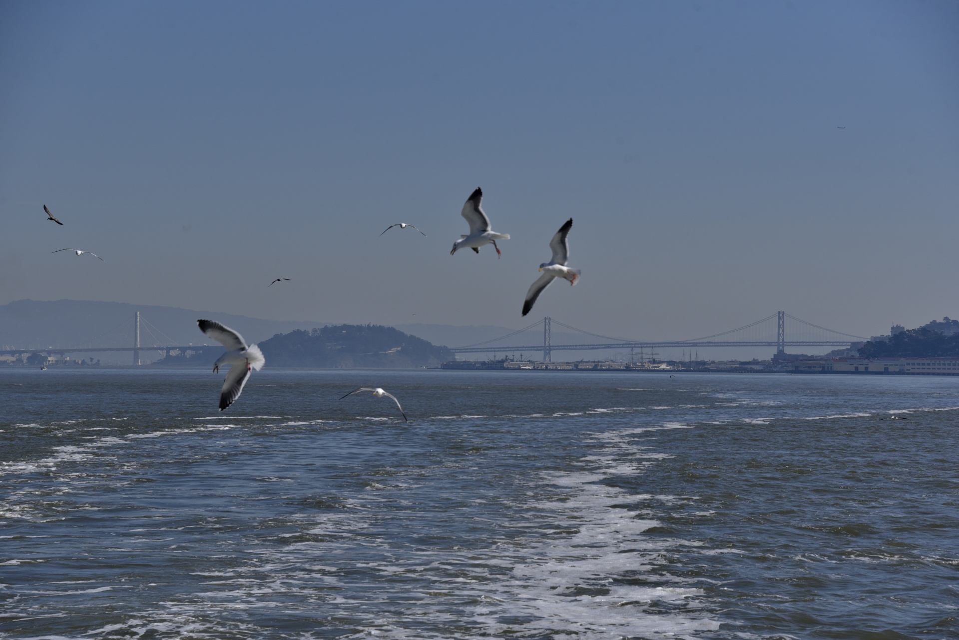 seagulls flying bay free photo