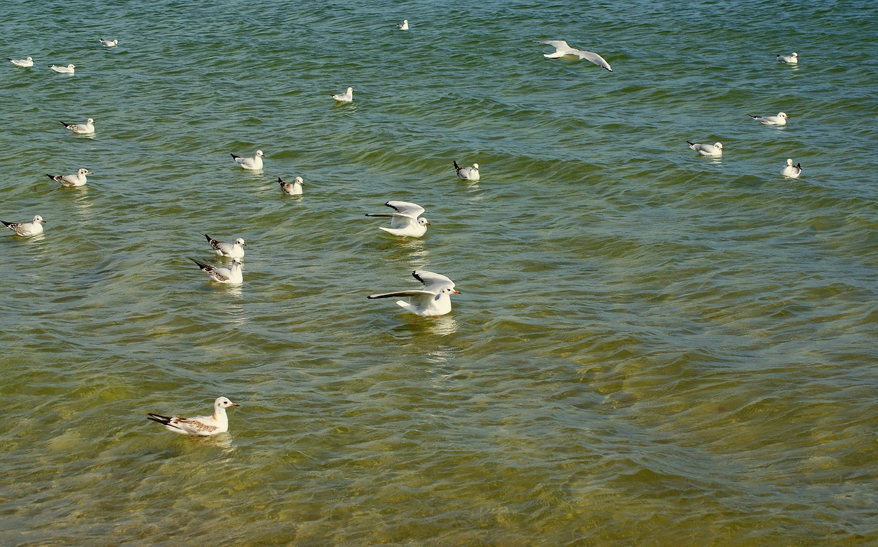 gulls śmieszki  seagull  śmieszka free photo