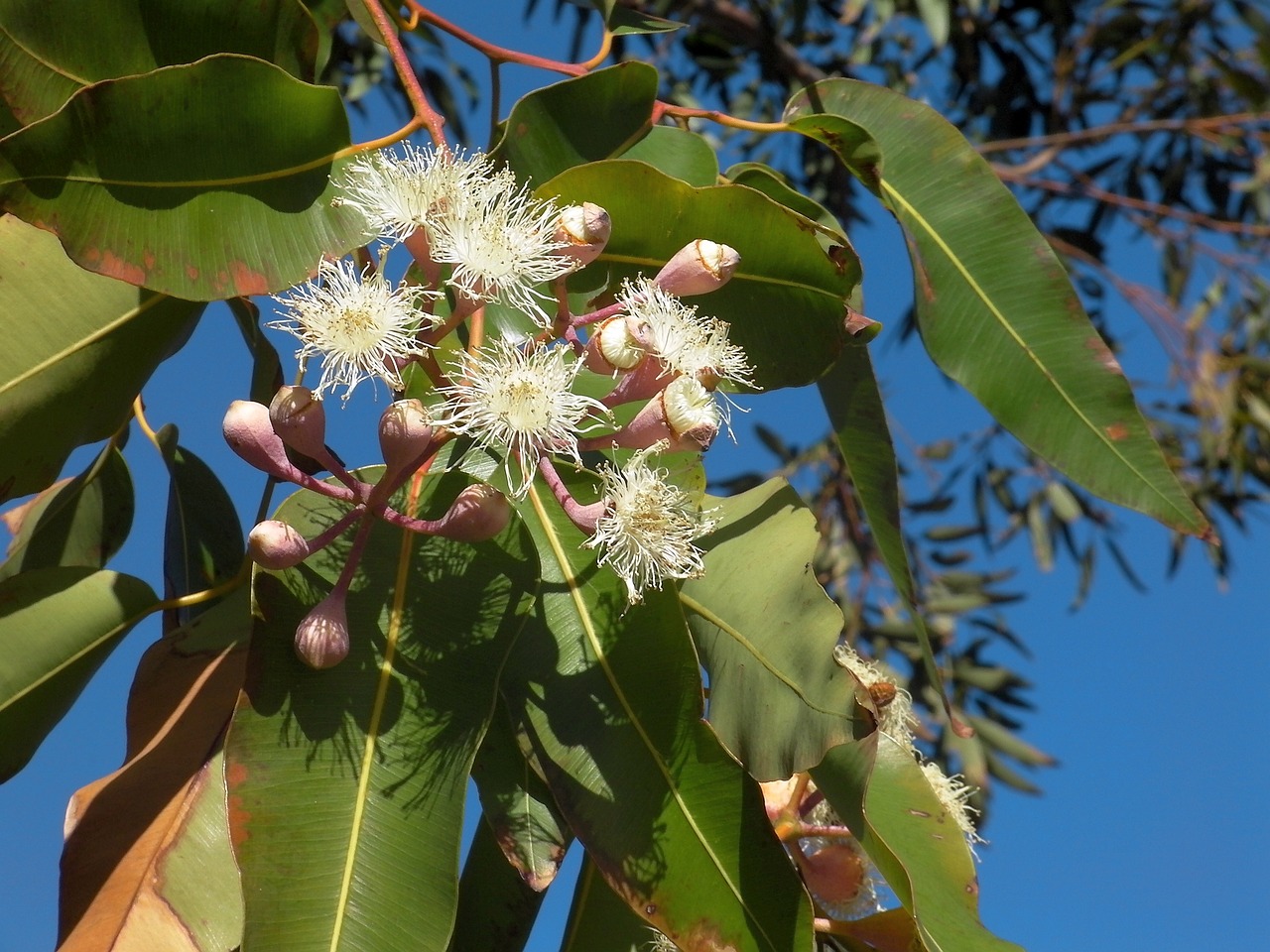 gum blossom nature free photo